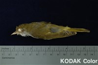 藏品(綠畫眉)的圖片